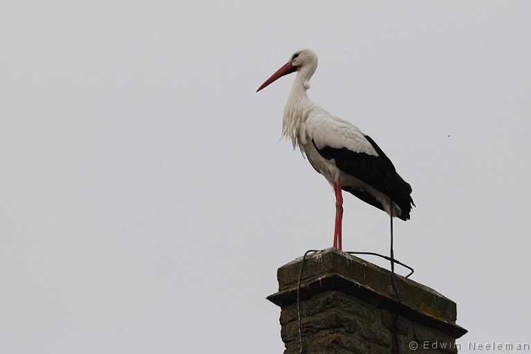 ENE-20110416-0128.jpg - [nl] Ooievaar ( Ciconia ciconia ) | Ommeren, Nederland[en] White Stork ( Ciconia ciconia ) | Ommeren, The Netherlands